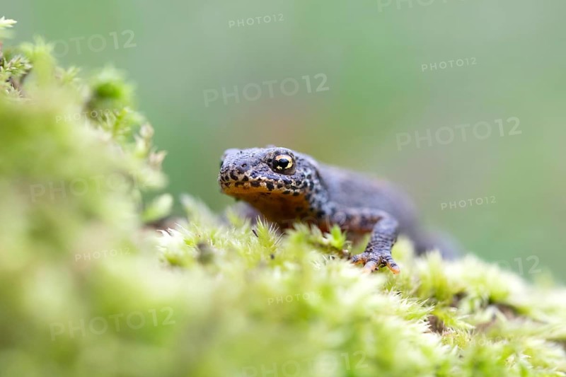 Alpine newt (Ichthyosaura alpestris)