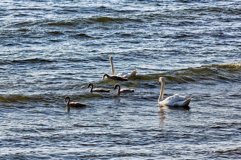 Two Mute swans (Cygnus olor) with young birds