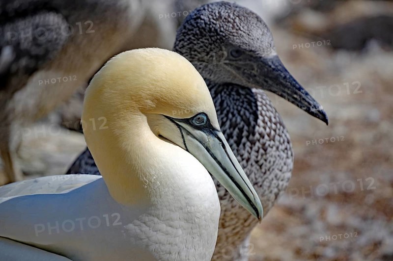 Northern gannet (Morus bassanus) with young bird