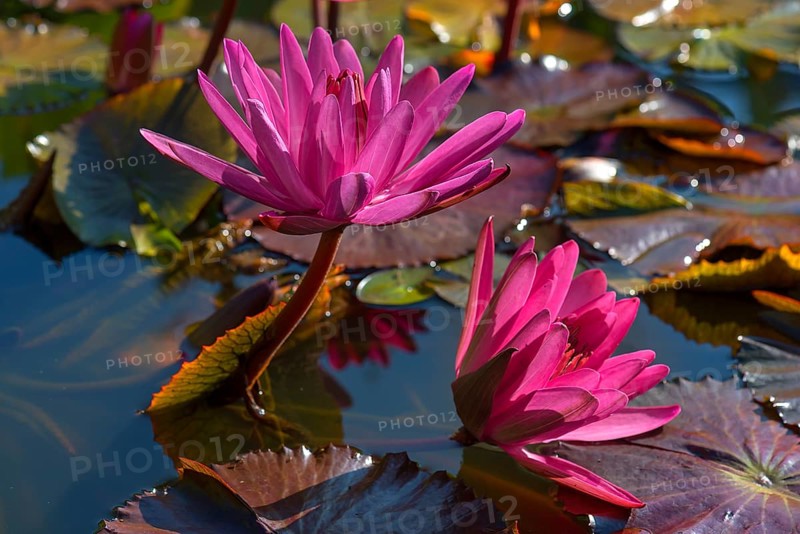 Red Water lilies (Nymphaea)