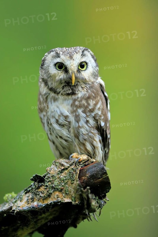 Tengmalm's owl (Aegolius funereus)