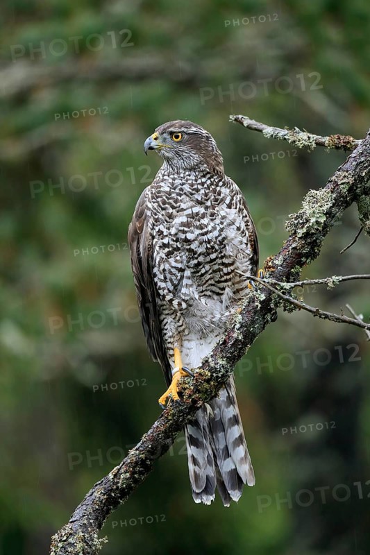 Northern goshawk (Accipiter gentilis)