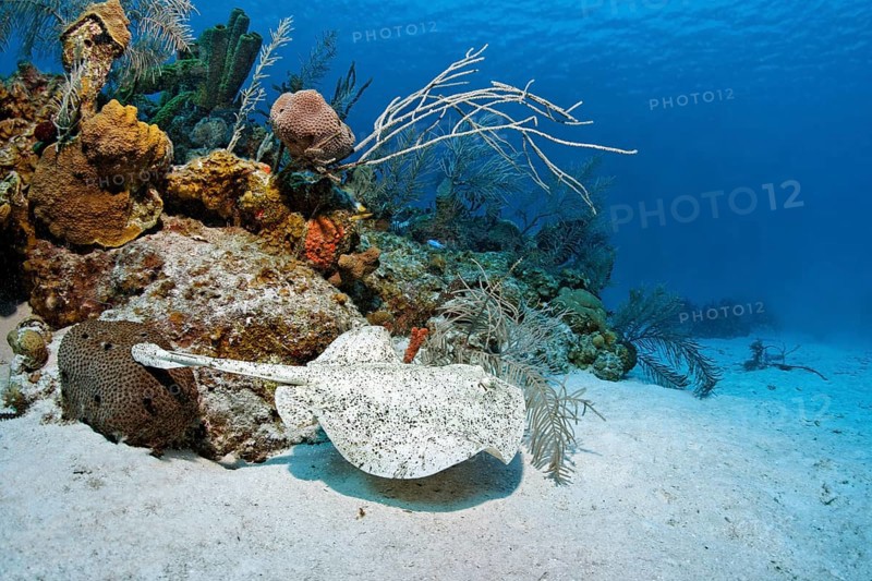 Atlantic torpedo (Torpedo nobiliana)