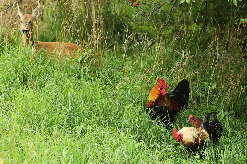 Domestic Chickens (Gallus gallus domesticus) Organic