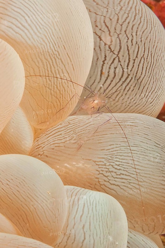 Bubble Coral Shrimp (Vir philippinensis) lives in symbiosis with Bubble Corals (Plerogyra sinuosa)