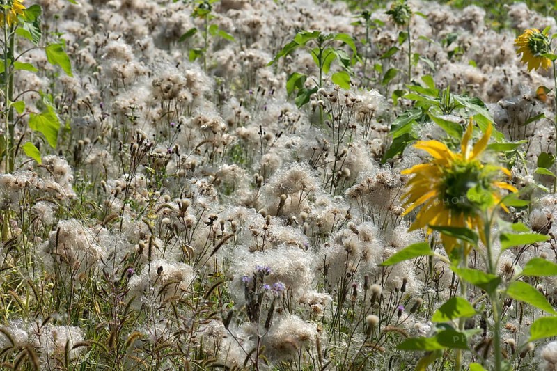 Field with faded creeping thistles (Cirsium arvense) Bavaria