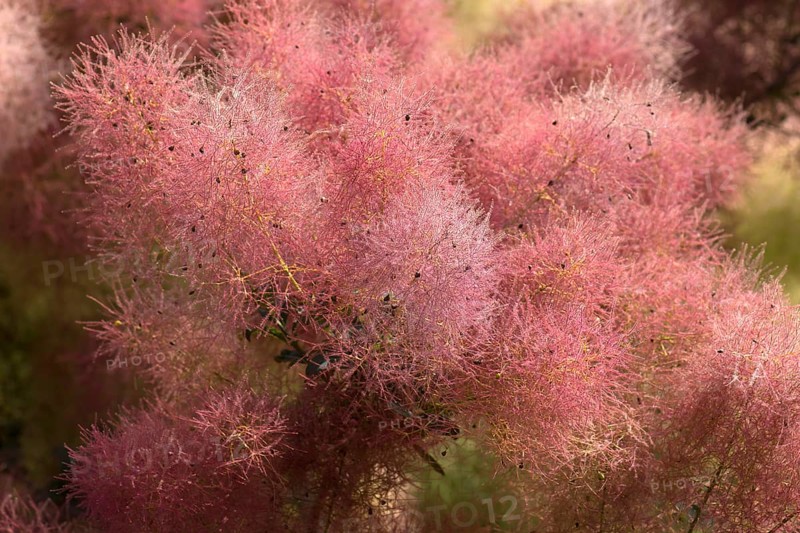 Flowering wig shrub (Cotinus coggygria)