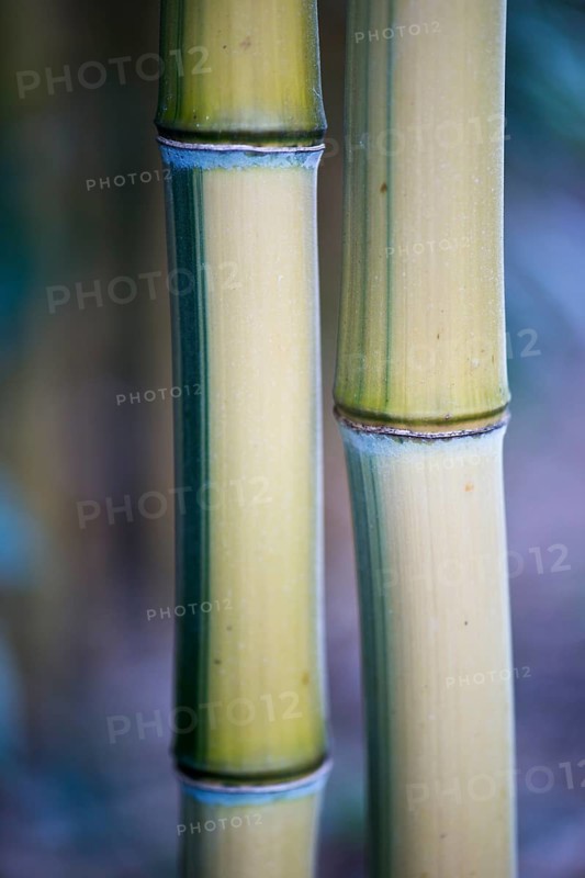Bamboo (Phyllostachis) Bad Fuessing