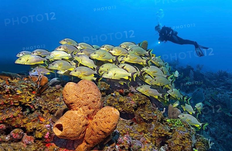 In front Brown tube sponge (Agelas conifera)