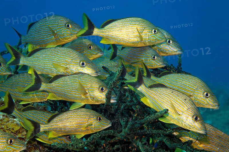 Shoal of blue-striped grunts (Haemulon sciurus)