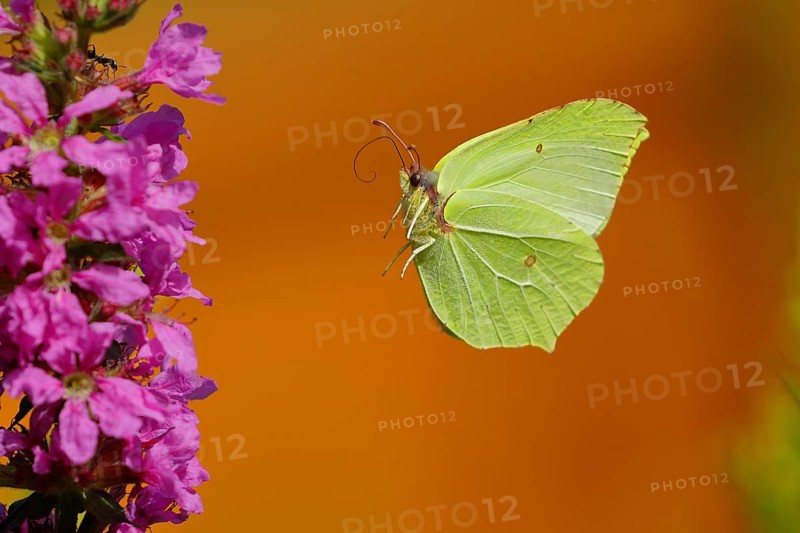 Brimstone (Gonepteryx rhamni)