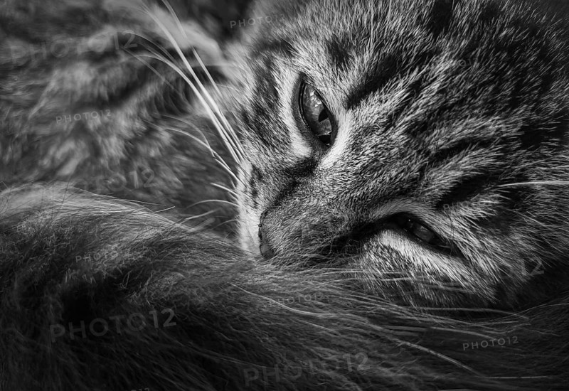 Close up marvelous black and white portrait of a moody kitten