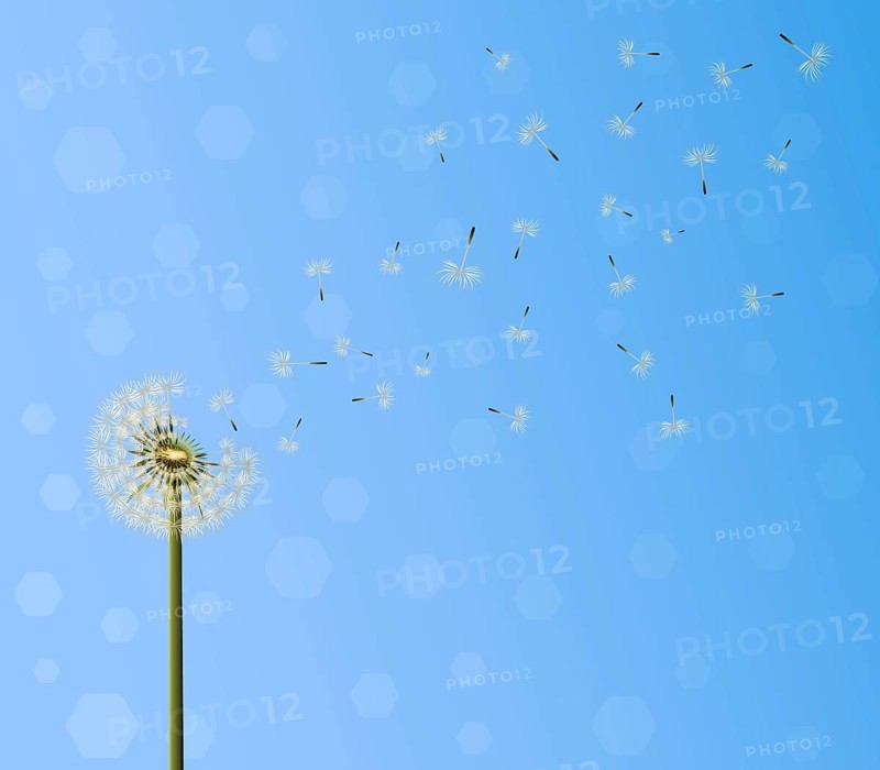 A lot of seeds escape from a dandelion flower on blue sky background. Vector illustration