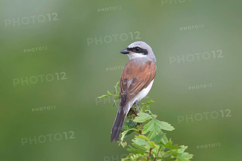 Red-backed Shrike (Canius collurio) male on perch