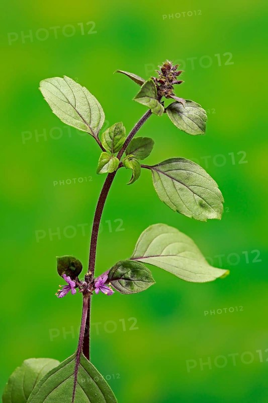 Shrub Basil (Ocimum basilicum) Magic Blue (Magic Blue)