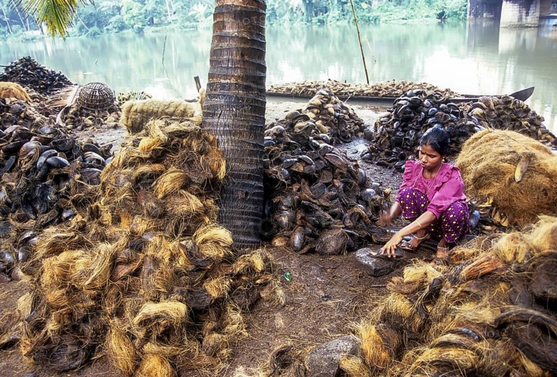 Beating the coconut husk