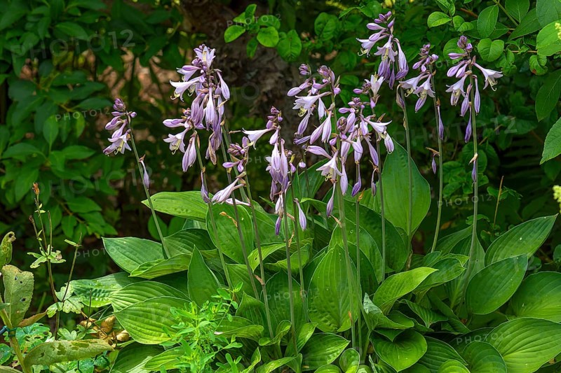 Flowering Hosta