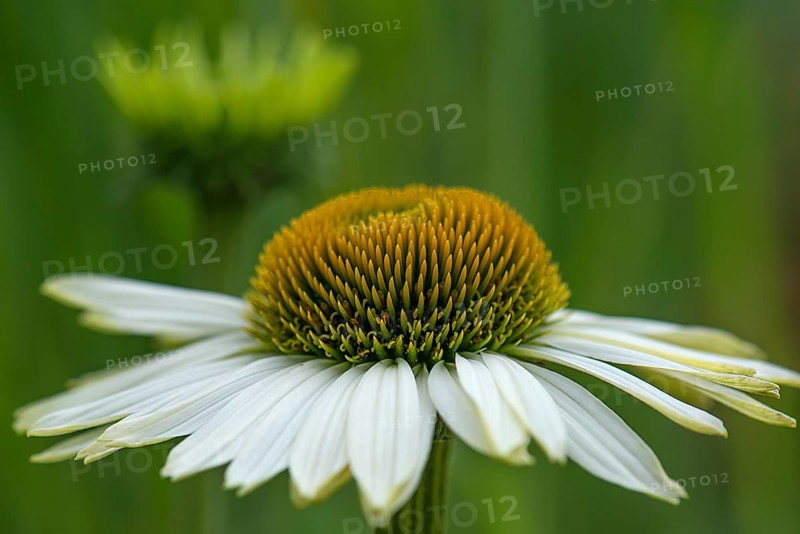 White-flowered coneflower (Echinacea pupureda Alba)