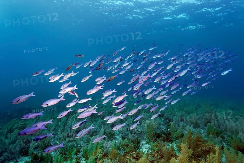 Shoal of Barracuda Waitin Boy (Clepticus parrae) swimming over coral reef densely covered with soft corals
