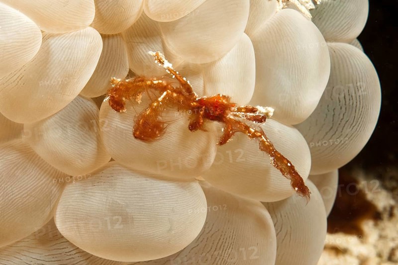 Orangutan orang utan crab (Achaeus japonicus) on Bubble Coral (Plerogyra sinuosa)