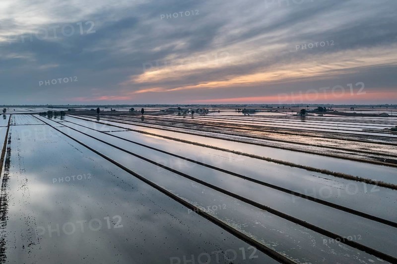 Flooded rice fields in May at daybreak