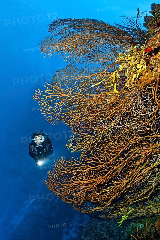 Diver on coral reef wall looking at black sea fan (Iciligorgia schrammi)