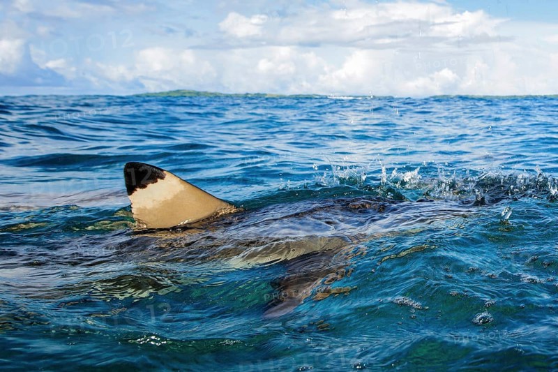 Shark fin of Blacktip reef shark (Carcharhinus melanopterus) protruding from the water
