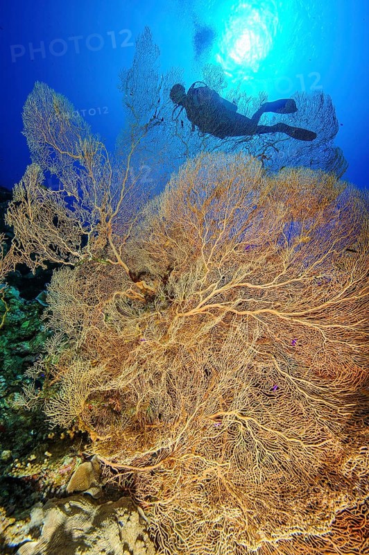 Giant Sea Fan (Annella mollis)