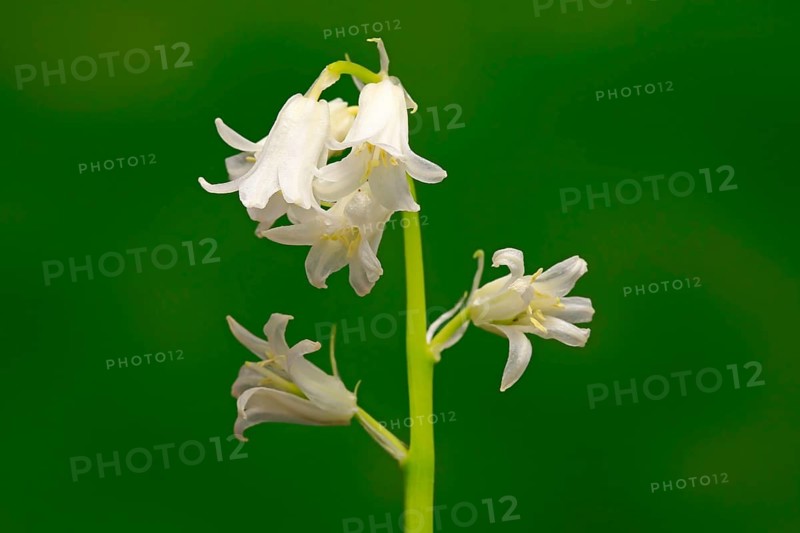 Spanish bluebell (Hyacinthoides hispanica)