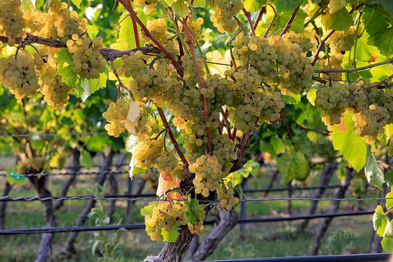 Grape vine (Vitis vinifera)