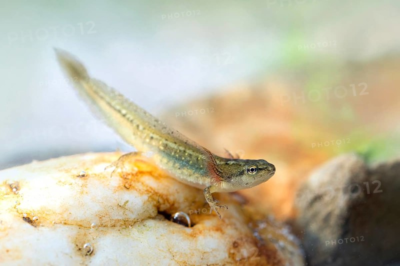 Pig larva (Lissotriton)