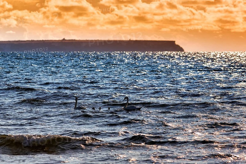 Swan family swimming off the coast of the island of Stora Karlsoe