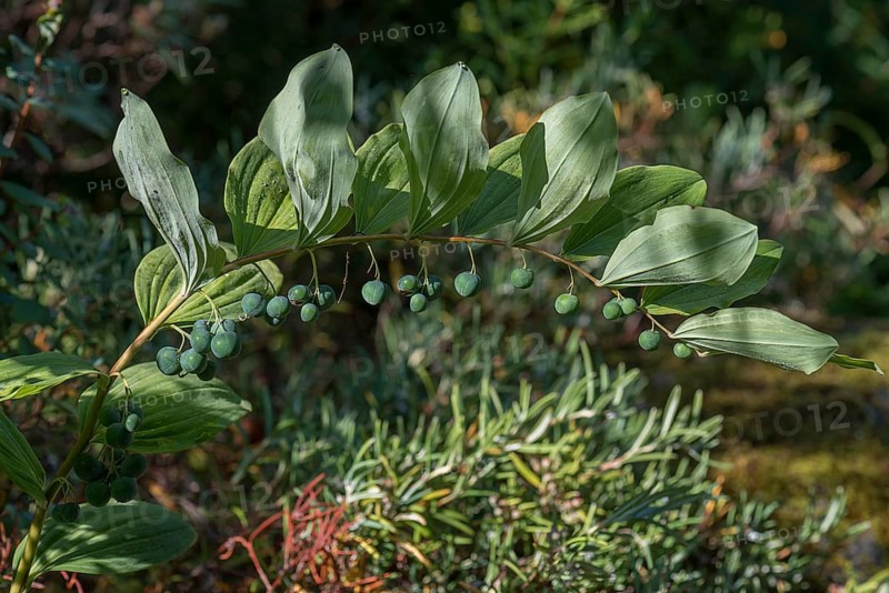 Seed stand of Solomon's seal (Polygonatum multiflorum)