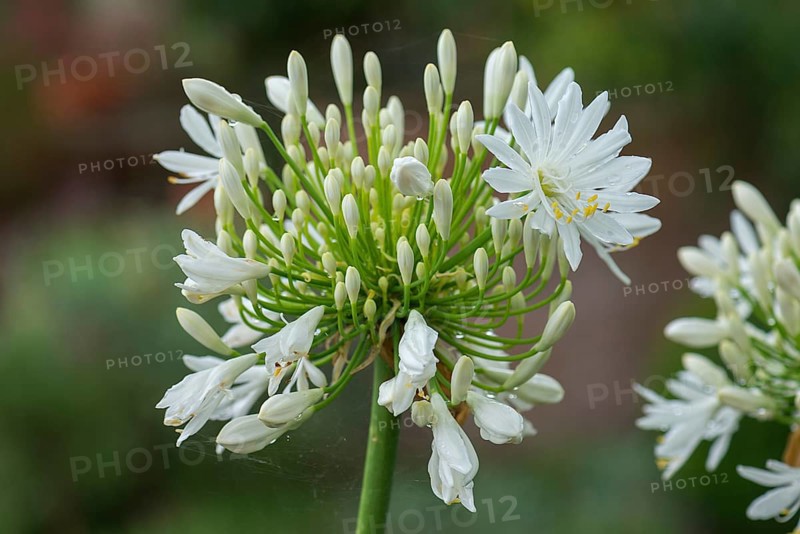 White Jewel Lily (Agapanthus africanus Albus)