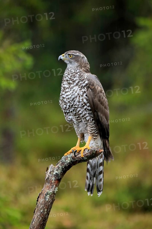 Northern goshawk (Accipiter gentilis)