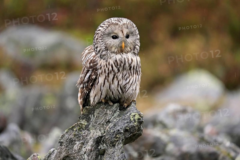 Ural owl (Strix uralensis)