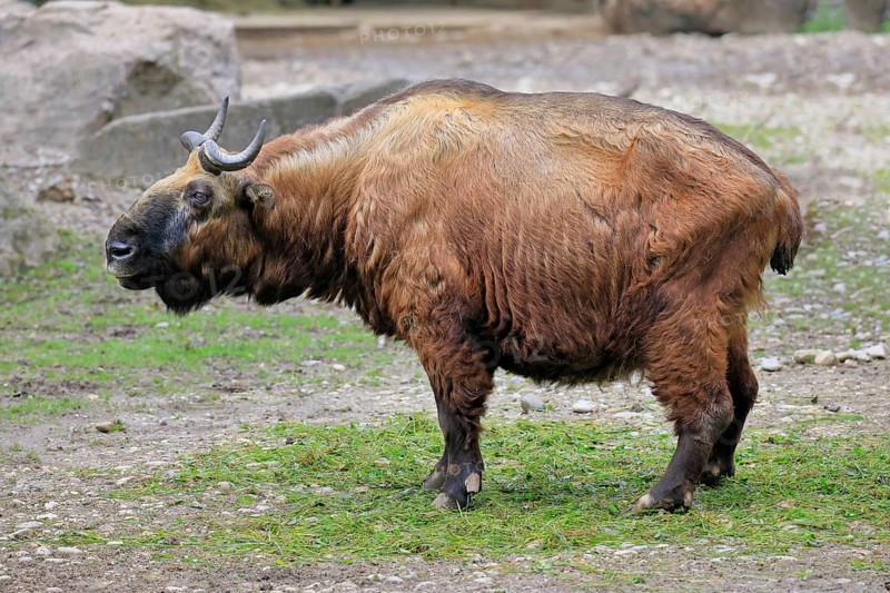 Mishmi Takin (Budorcas Taxicolor taxicolor)