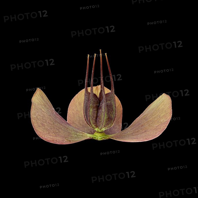 Barnhaven hybrid (Helleborus x hybridus)