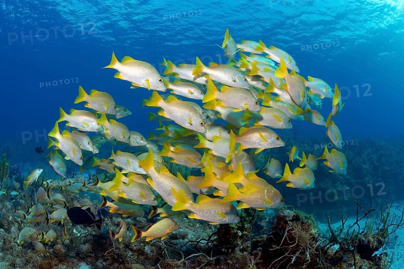 Schoolmaster snapper (Lutjanus apodus)