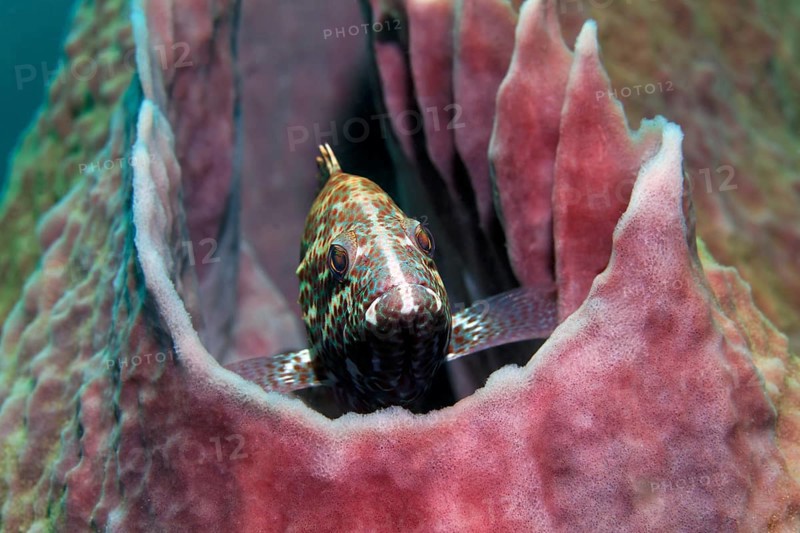 Marbled grouper (Dermatolepis inermis) in the Caribbean Giant Barrel Sponge (Xestospongia muta) Caribbean Sea near Maria la Gorda