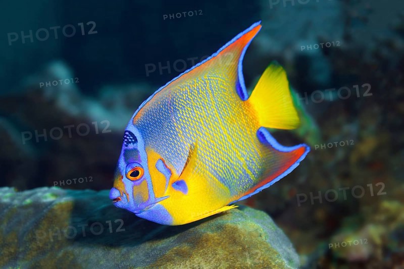 Queen angelfish (Holacanthus ciliaris)