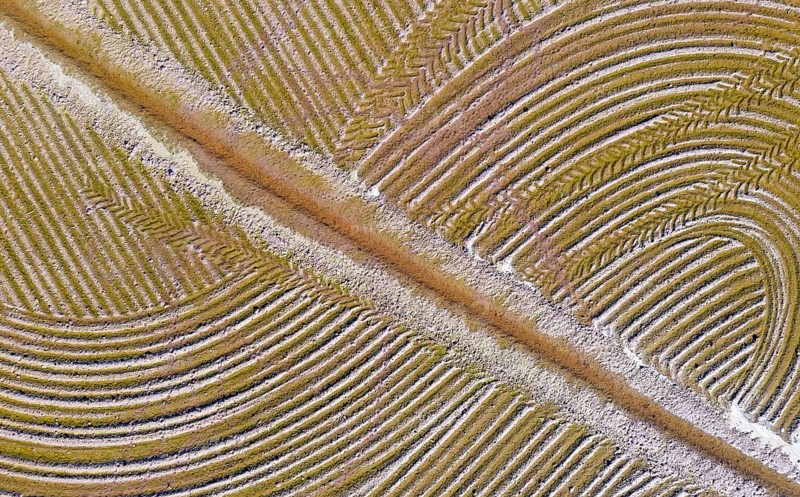 Detail of a flooded rice field in May