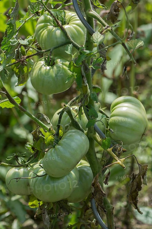 Unripe oxheart tomatoes (cuore di bue)
