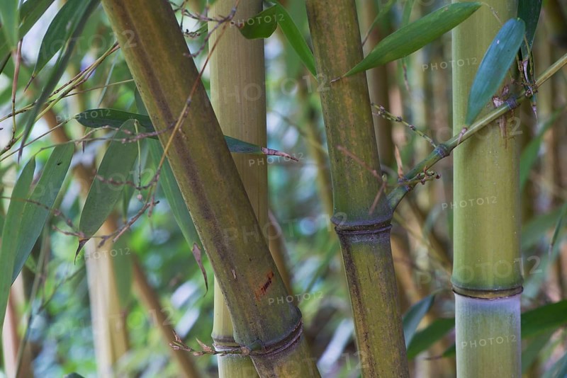 Bamboo (Phyllostachis) Bad Fuessing