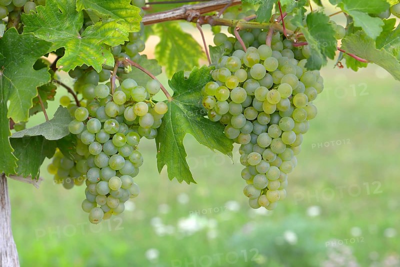 Yellow grapes