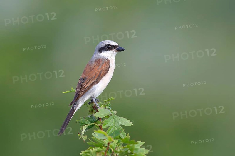 Red-backed Shrike (Canius collurio) male on perch
