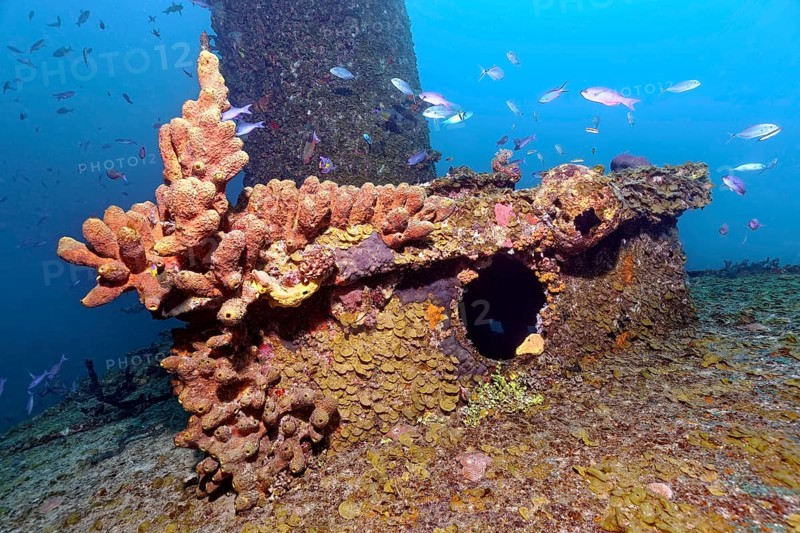 Deck superstructure encrusted with branching tubular sponge (Pseudoceratina crassa)