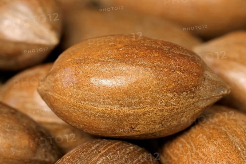 Pecan (Carya illinoinensis)
