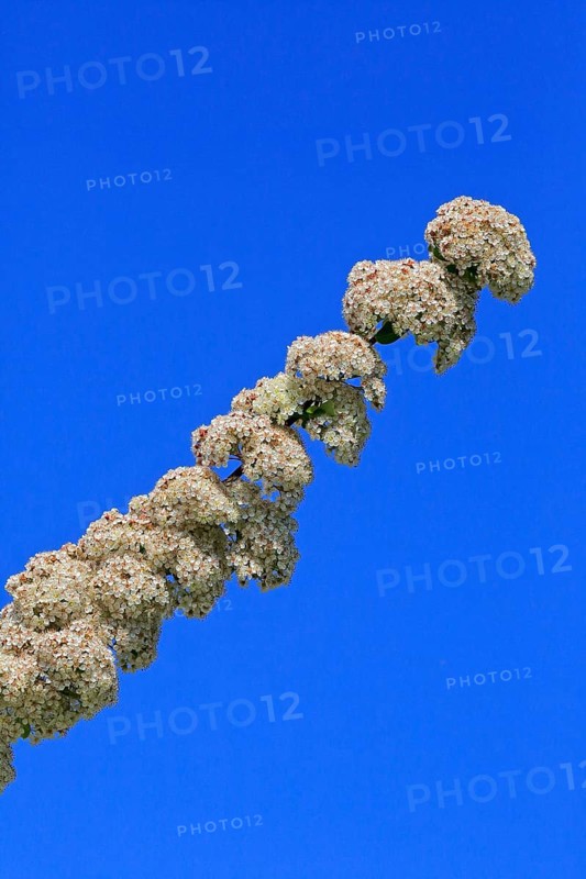Scarlet firethorn (Pyracantha coccinea)