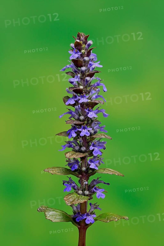 Blue bugle (Ajuga reptans)